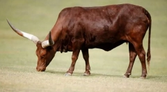 Як небезпечний тур?